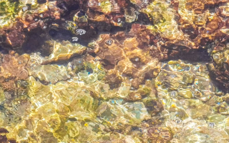 Stones rocks and corals in turquoise green and blue water on the beach in Playa del Carmen Quintana Roo Mexico.の写真素材