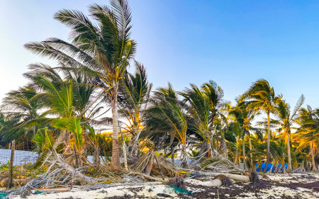 Tropical mexican caribbean beach palm trees and fir trees in jungle forest nature with cloudy blue sky in Playa del Carmen Quintana Roo Mexico.の写真素材