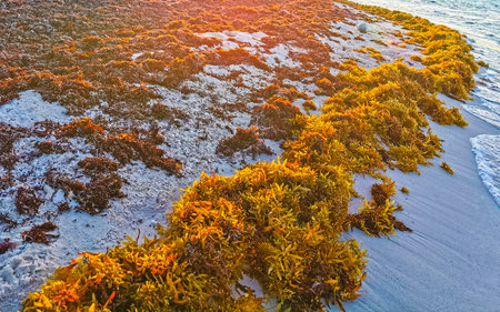 Stunning sunset at the beautiful Caribbean beach totally filthy and dirty the nasty seaweed sargazo problem in Playa del Carmen Quintana Roo Mexico.の写真素材