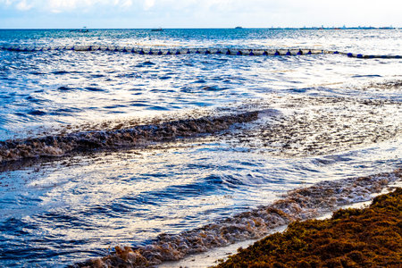 The beautiful Caribbean beach totally filthy and dirty the nasty seaweed sargazo problem in Playa del Carmen Quintana Roo Mexico.の写真素材