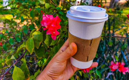 Coffee to go mug in the tropical maxican nature place.の写真素材