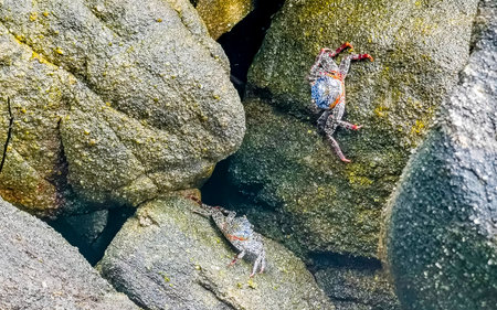 Black red crab crabs on wet cliffs stones rocks in Zicatela Puerto Escondido Oaxaca Mexico.