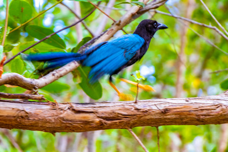 Yucatan jay bird birds in the tree trees in tropical jungle forest nature in Playa del Carmen Quintana Roo Mexico.の写真素材