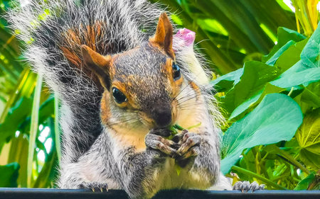 Squirrel sits on palm tree eats seeds and nuts in Zicatela Puerto Escondido Oaxaca Mexico.の写真素材