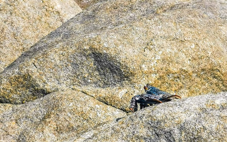 Black red crab crabs on wet cliffs stones rocks in Zicatela Puerto Escondido Oaxaca Mexico.