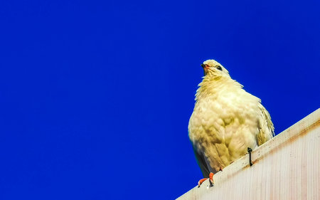 Pigeons birds sitting on the roof in Zicatela Puerto Escondido Oaxaca Mexico.