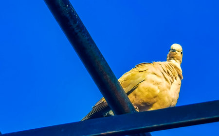 Pigeons birds sitting on the roof in Zicatela Puerto Escondido Oaxaca Mexico.の写真素材