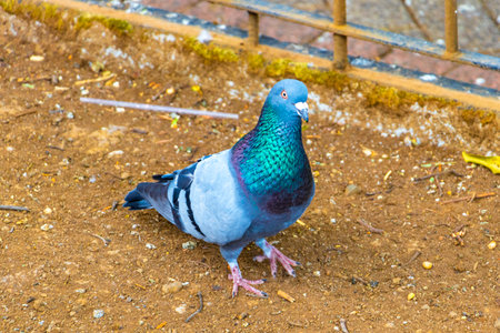 Majestic pigeon birds pigeons city birds in the city plaza in Alajuela Costa Rica in Central America.の写真素材