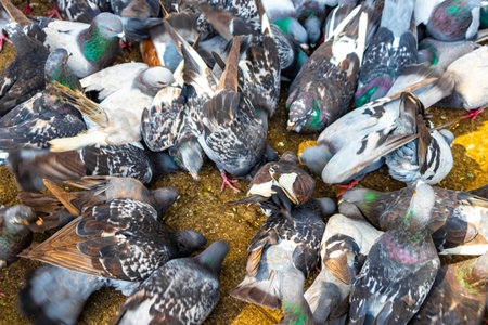 A lot of pigeons city birds in the city plaza in Alajuela Costa Rica in Central America.