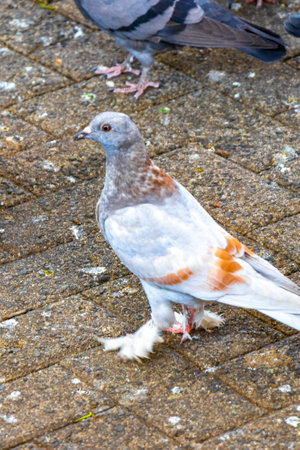 Majestic pigeon birds pigeons city birds in the city plaza in Alajuela Costa Rica in Central America.の写真素材