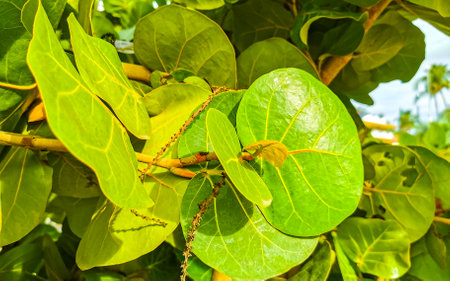 Sea grape plant tree with leaves grapes and seeds in Zicatela Puerto Escondido Oaxaca Mexico.の写真素材