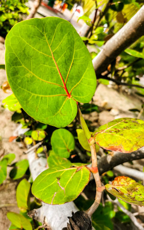 Sea grape plant tree with leaves grapes and seeds in Zicatela Puerto Escondido Oaxaca Mexico.の写真素材