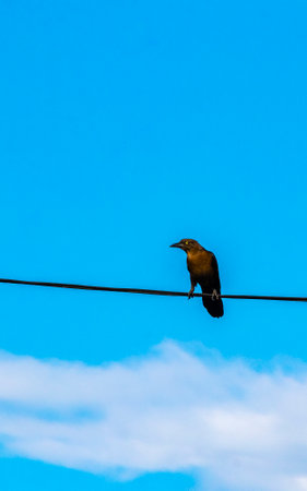 Great-tailed Grackle bird sits on power pole cable ladder stairs city in Playa del Carmen Quintana Roo Mexico.の写真素材