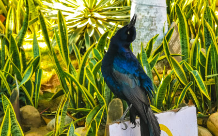 Great-tailed Grackle bird sits on plant tree in the tropical nature in Zicatela Puerto Escondido Oaxaca Mexico.の写真素材