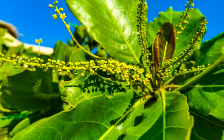 Nuts seeds leaves on tropical tree Terminalia catappa sea almon in Zicatela Puerto Escondido Oaxaca...