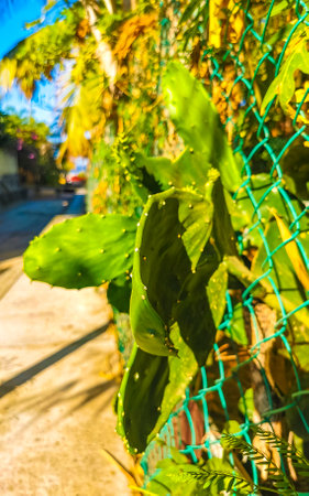Tropical mexican cacti cactus jungle plants trees and natural forest panorama view in Zicatela Puerto Escondido Oaxaca Mexico.の写真素材