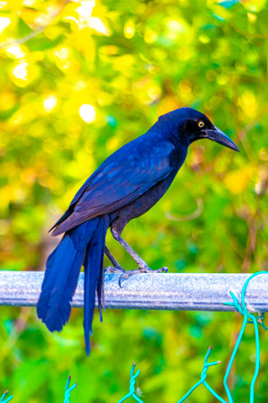 Great-tailed Grackle bird sits on fence plant tree in the tropical nature in Playa del Carmen Quintana Roo Mexico.の写真素材