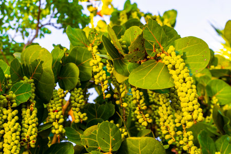 Sea grape plant tree with leaves grapes and seeds in Playa del Carmen Quintana Roo Mexico.の写真素材
