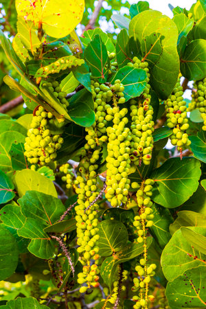 Sea grape plant tree with leaves grapes and seeds in Playa del Carmen Quintana Roo Mexico.の写真素材