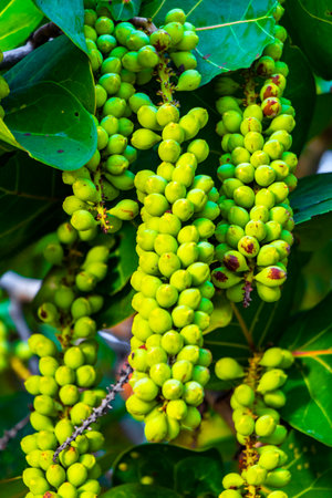 Sea grape plant tree with leaves grapes and seeds in Playa del Carmen Quintana Roo Mexico.の写真素材