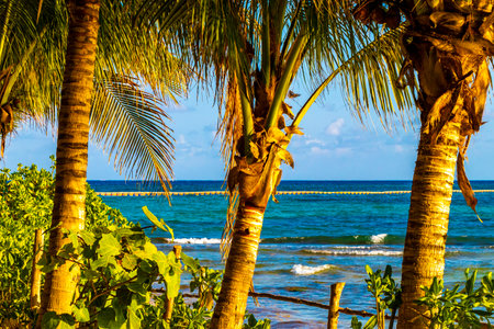 Wooden trail walk path at the Caribbean beach and tropical nature with palm trees in Playa del Carmen Quintana Roo Mexico.の写真素材