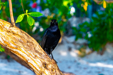 Great-tailed Grackle bird sits on plant tree in the tropical nature in Playa del Carmen Quintana Roo Mexico.の写真素材