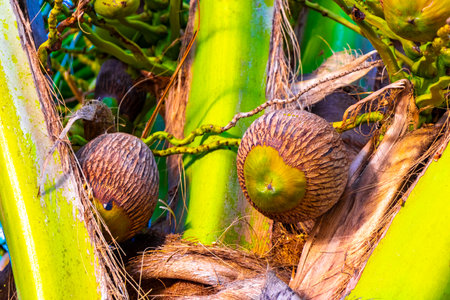 Tropical natural mexican palm tree with coconuts and blue sky background in Playa del Carmen...