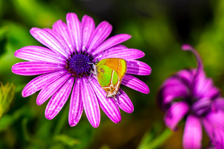Beautiful green yellow butterfly moth on purple flower in garden in Centro Historico Mexico City Mexico.の写真素材