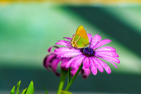 Beautiful green yellow butterfly moth on purple flower in garden in Centro Historico Mexico City Mexico.の写真素材