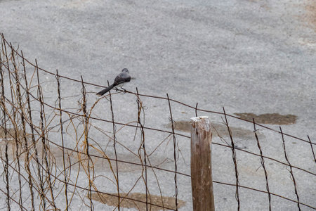Gray Kingbird white flycatcher gnatcatcher tropical bird birds in green caribbean nature in Playa...