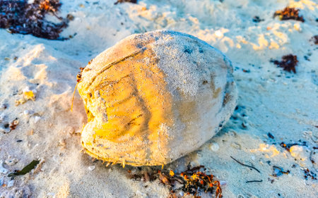 Old fallen coconut lies on the beach and rots away in Playa del Carmen Quintana Roo Mexico.の写真素材