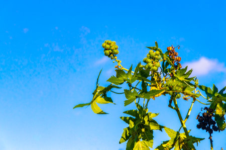 Canopy of Caribbean tropical trees with blue sky and clouds in Playa del Carmen Mexico.の写真素材
