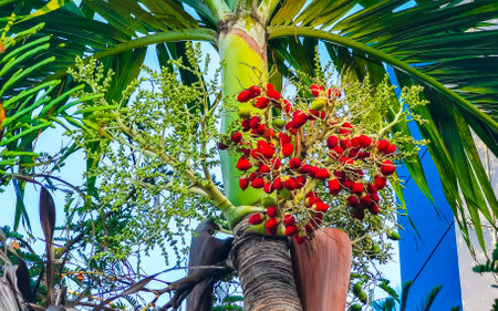 Tropical natural mexican palm tree with palm dates fruits and blue sky background in Playa del Carmen Quintana Roo Mexico.の写真素材