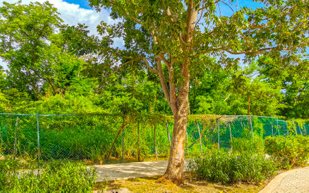 Tropical nature plants palms and trees on the 5th Avenue sidewalk in Playa del Carmen Quintana Roo...