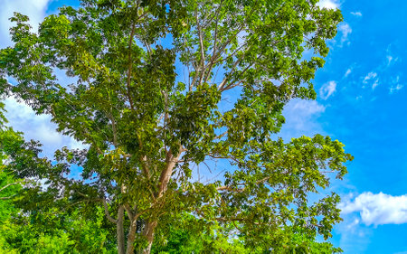 Canopy of Caribbean tropical trees with blue sky and clouds in Playa del Carmen Mexico.の写真素材