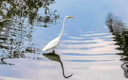 Great white heron egret walking around in tropical swamp river lake nature in Zicatela Puerto Escondido Oaxaca Mexico.の写真素材