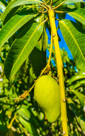 Green and yellow mangoes ripen and hang on mango tree in tropical nature in Zicatela Puerto Escondido Oaxaca Mexico.の写真素材