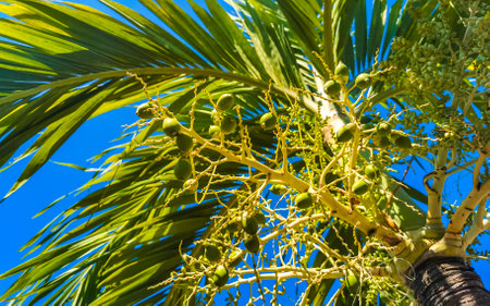 Tropical natural mexican palm tree with palm dates fruits and blue sky background in Zicatela Puerto...