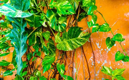 Tropical green and yellow plant with large leaves Dieffenbachia Dumb Cane houseplant is climbing the wall in Playa del Carmen Mexico.の写真素材
