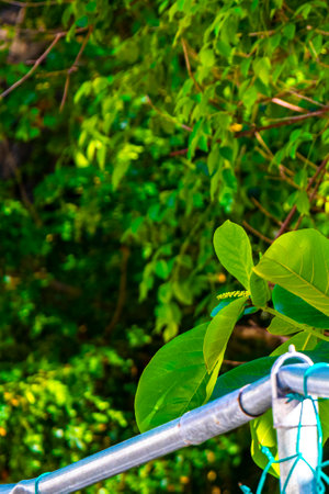 Tropical nature plants palms and trees on the 5th Avenue sidewalk in Playa del Carmen Quintana Roo Mexico.の写真素材