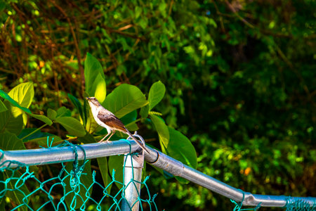 Gray Kingbird white flycatcher gnatcatcher tropical bird birds in green caribbean nature in Playa del Carmen Quintana Roo Mexico.の写真素材