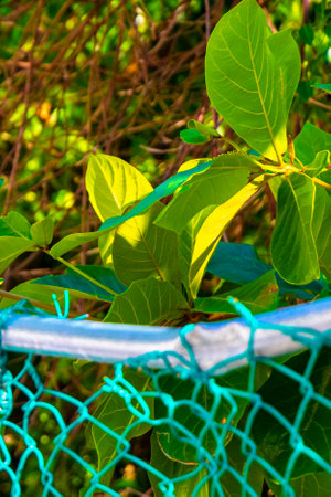 Tropical nature plants palms and trees on the 5th Avenue sidewalk in Playa del Carmen Quintana Roo Mexico.の写真素材