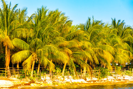 Tropical natural mexican palms palm tree trees with coconuts and blue sky background in Playa del Carmen Quintana Roo Mexico.の写真素材