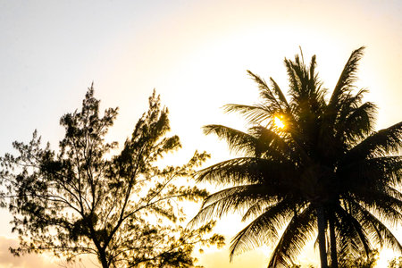 Beautiful colorful sunrise with shady palm trees and sun behind clouds and jungle in Playa del Carmen Quintana Roo Mexico.の写真素材