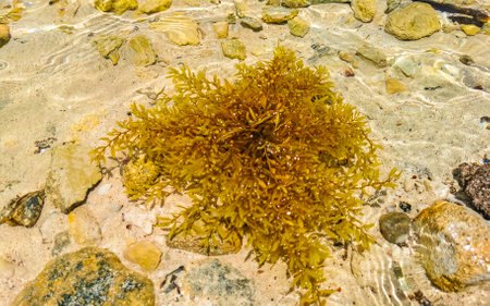Stones rocks and corals with seagrass seaweed sargazo in turquoise green and blue water on the beach in Playa del Carmen Quintana Roo Mexico.の写真素材