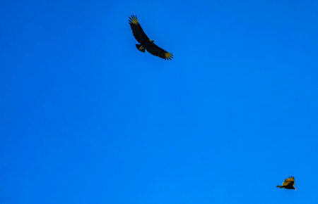 Flying vulture eagle bird of prey in blue sky in Zicatela Puerto Escondido Oaxaca Mexico.の写真素材