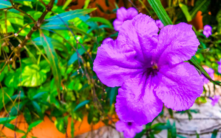 Purple pink blue violet flower flowers Britton's Wild Petunia Mexican Bluebell or Mexican Petunia in Playa del Carmen Quintana Roo Mexico.の写真素材
