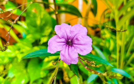 Purple pink blue violet flower flowers Britton's Wild Petunia Mexican Bluebell or Mexican Petunia in Playa del Carmen Quintana Roo Mexico.の写真素材