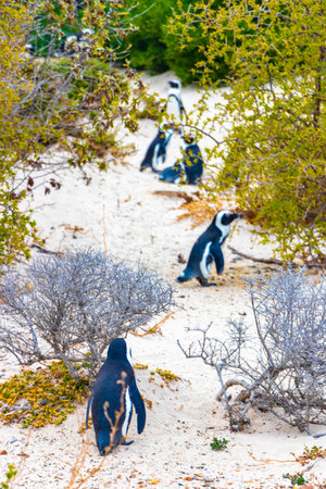 South african penguins colony of spectacled penguins waterbirds single penguin and group in Simons Town Cape Town Capetown Western Cape South Africa Southafrica.の写真素材
