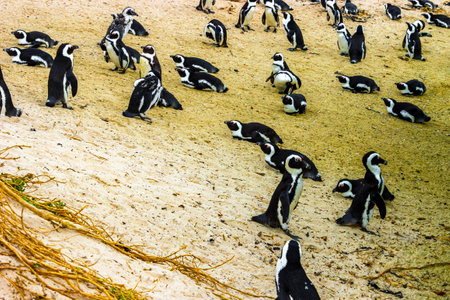 South african penguins colony of spectacled penguins waterbirds single penguin and group in Simons Town Cape Town Capetown Western Cape South Africa Southafrica.の写真素材